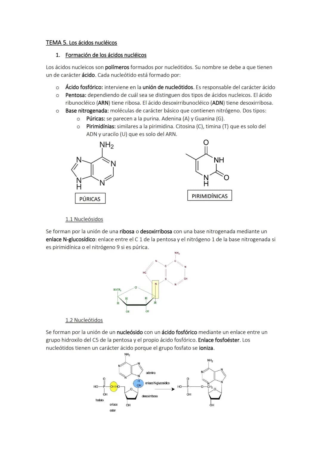 # TEMA 5. Los ácidos nucléicos

1.  Formación de los ácidos nucléicos

Los ácidos nucleicos son polímeros formados por nucleótidos. Su nombr