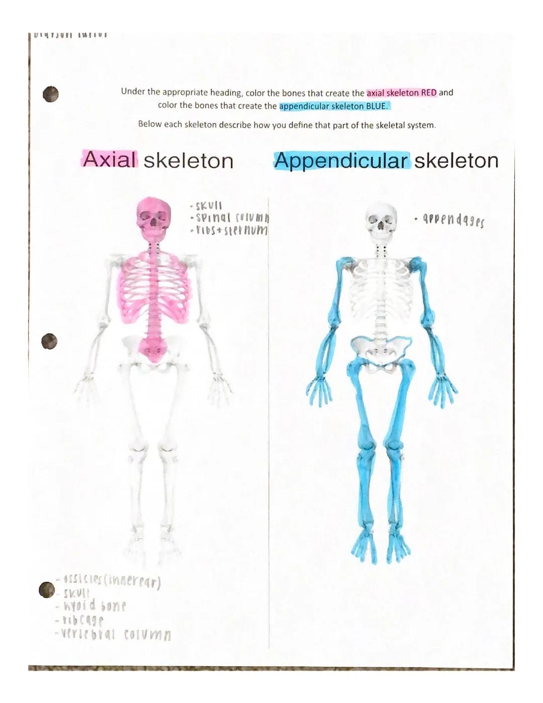 Under the appropriate heading, color the bones that create the axial skeleton RED and
color the bones that create the appendicular skeleton 