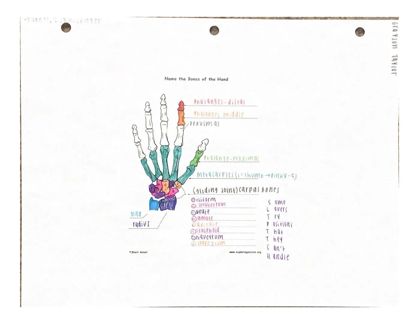 Under the appropriate heading, color the bones that create the axial skeleton RED and
color the bones that create the appendicular skeleton 