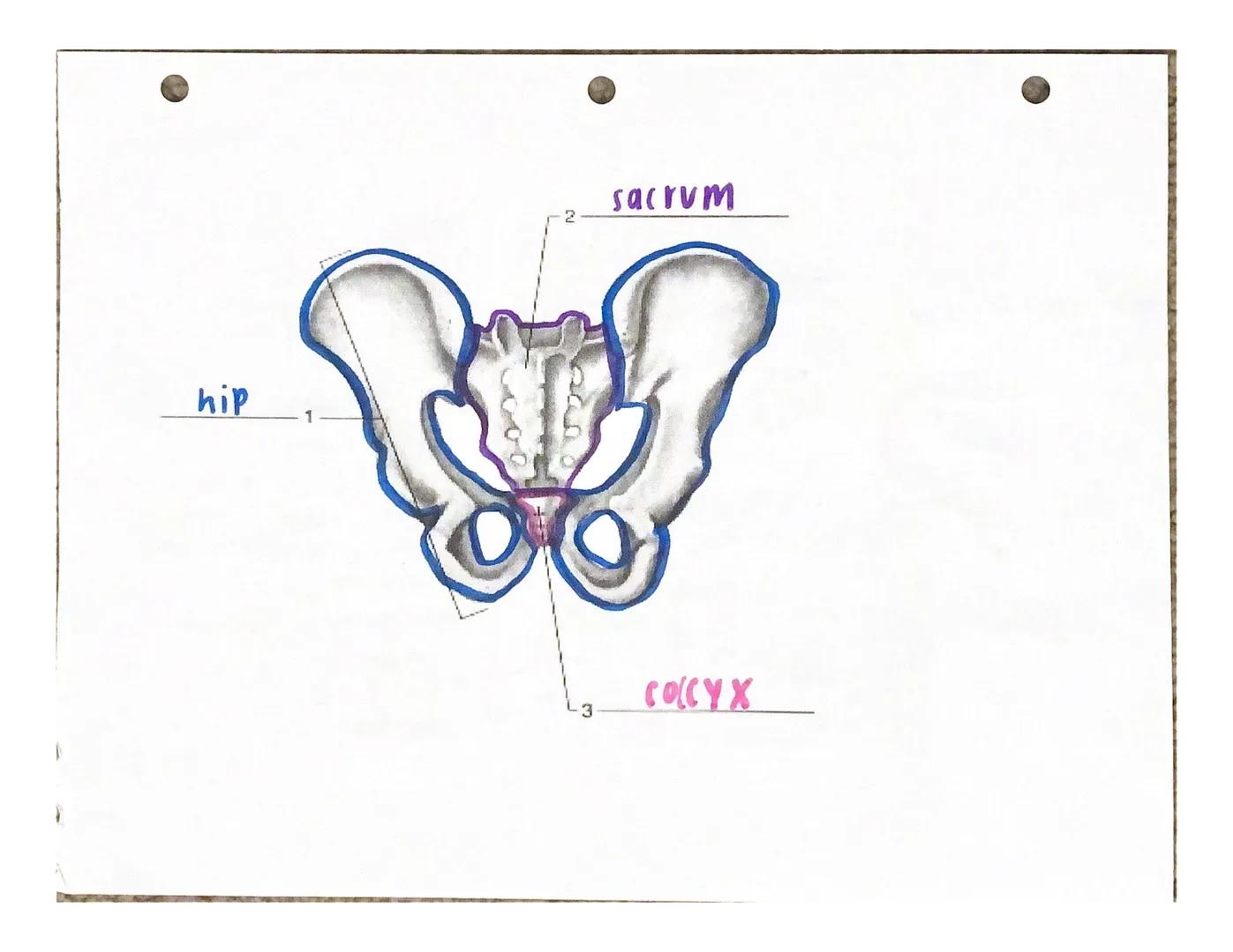 Under the appropriate heading, color the bones that create the axial skeleton RED and
color the bones that create the appendicular skeleton 