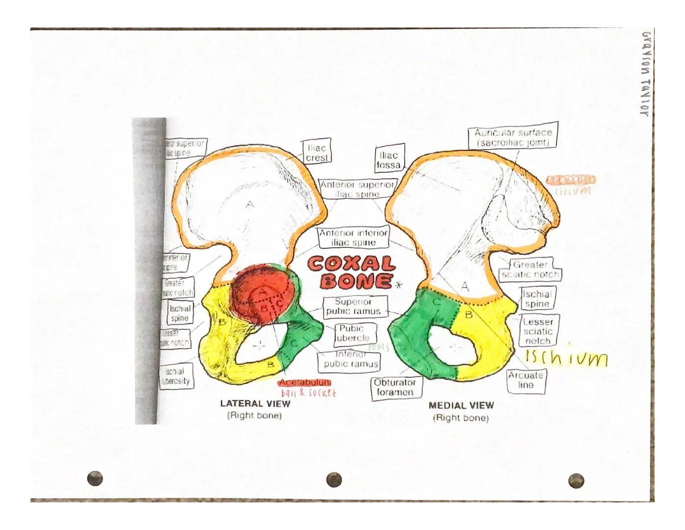 Under the appropriate heading, color the bones that create the axial skeleton RED and
color the bones that create the appendicular skeleton 