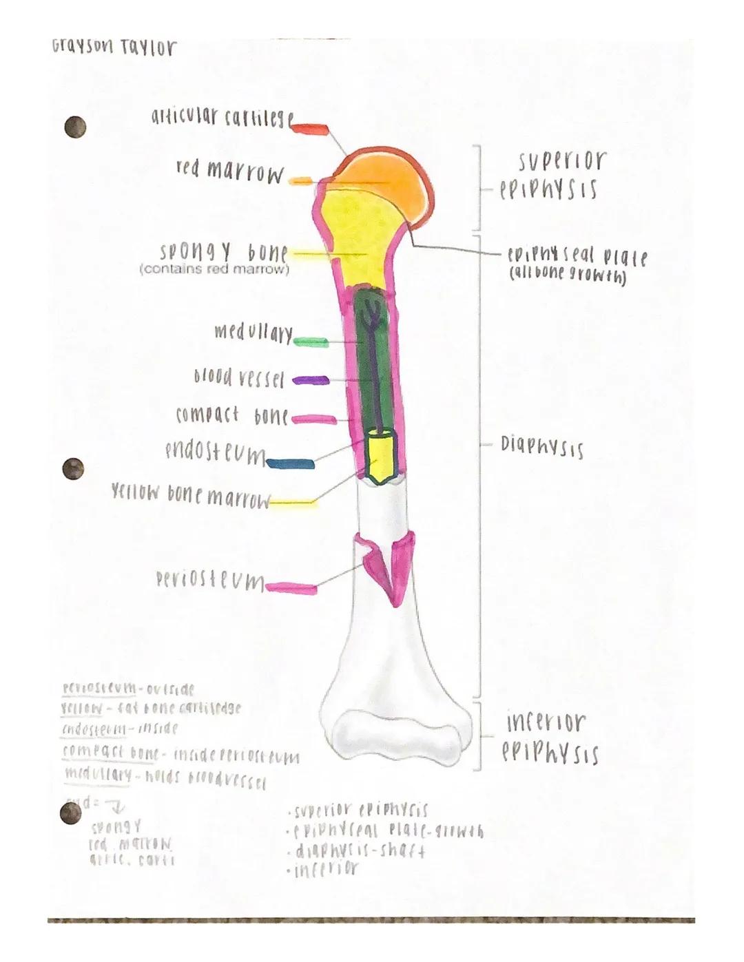 Under the appropriate heading, color the bones that create the axial skeleton RED and
color the bones that create the appendicular skeleton 
