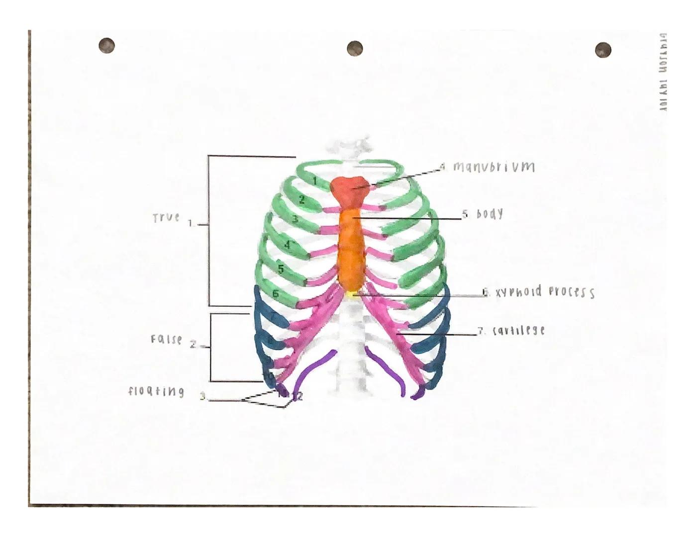 Under the appropriate heading, color the bones that create the axial skeleton RED and
color the bones that create the appendicular skeleton 