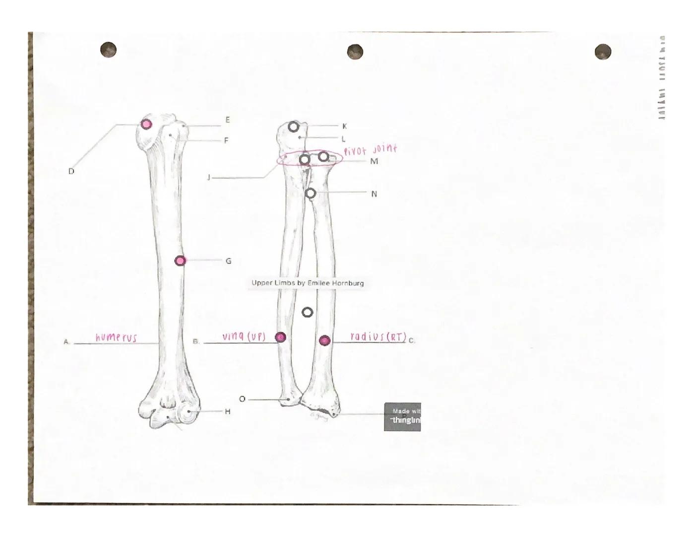 Under the appropriate heading, color the bones that create the axial skeleton RED and
color the bones that create the appendicular skeleton 