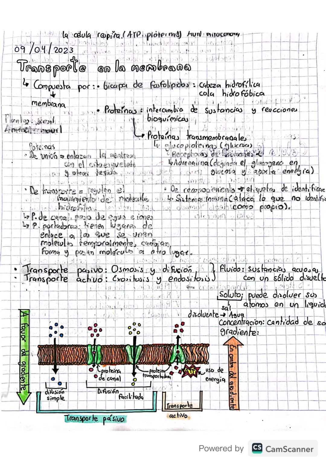 la cedula respira. ATP proteinas) Aun miracanary

09/04/2023

# Transporte en la membrana

*   Compuesta por: bicapa de fosfolipidos: cabeza