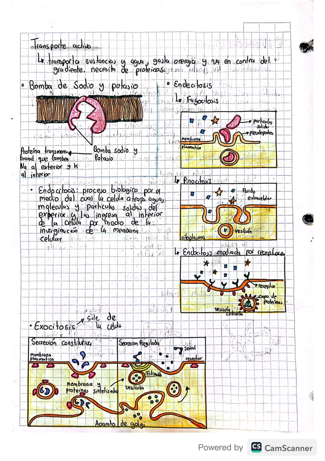 la cedula respira. ATP proteinas) Aun miracanary

09/04/2023

# Transporte en la membrana

*   Compuesta por: bicapa de fosfolipidos: cabeza
