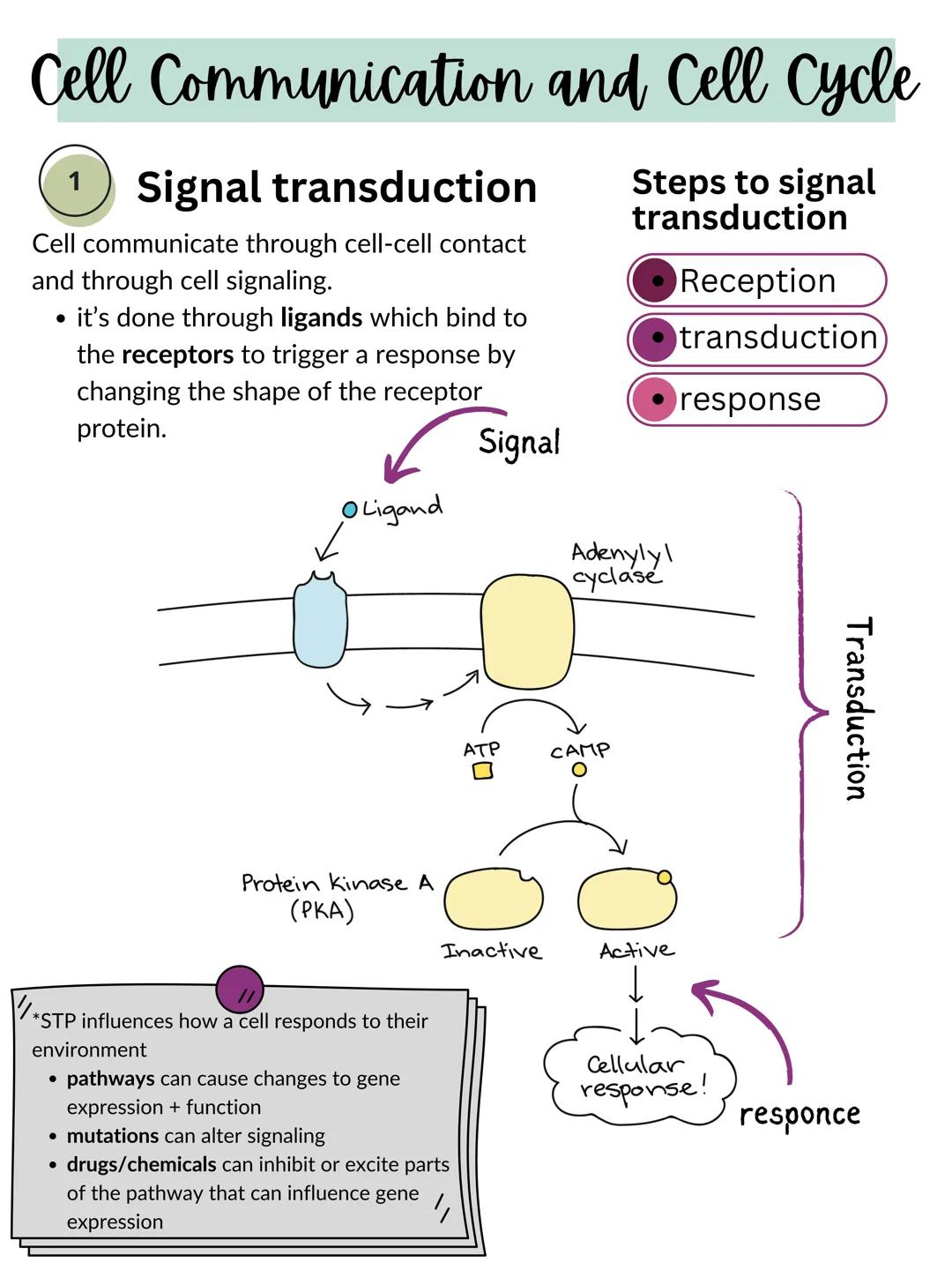 # Cell Communication and Cell Cycle

1
Signal transduction

Cell communicate through cell-cell contact
and through cell signaling.

•	it's d