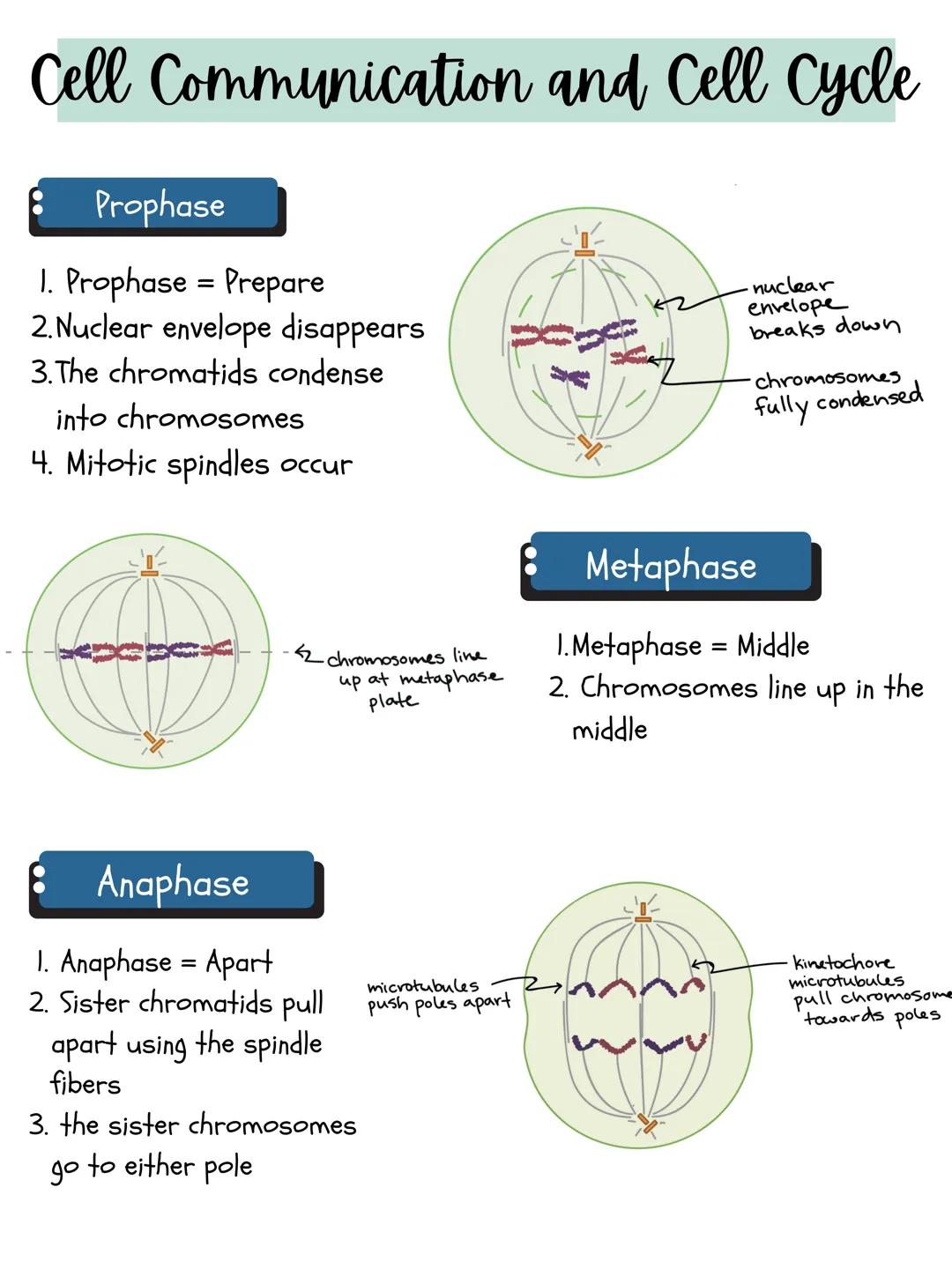# Cell Communication and Cell Cycle

1
Signal transduction

Cell communicate through cell-cell contact
and through cell signaling.

•	it's d