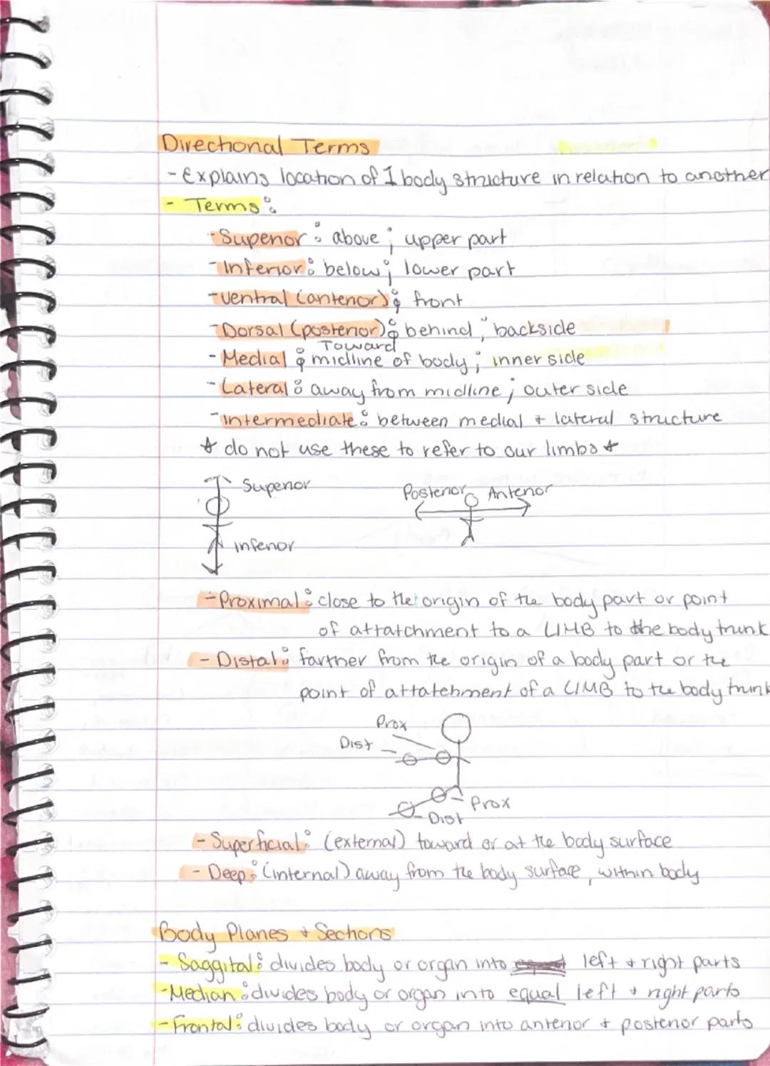 Ch 1 - The Human Body : The Orientation

8-26 Anatomy
-Study of the structure & shape of the body & Its parts.
-observation is used to see s