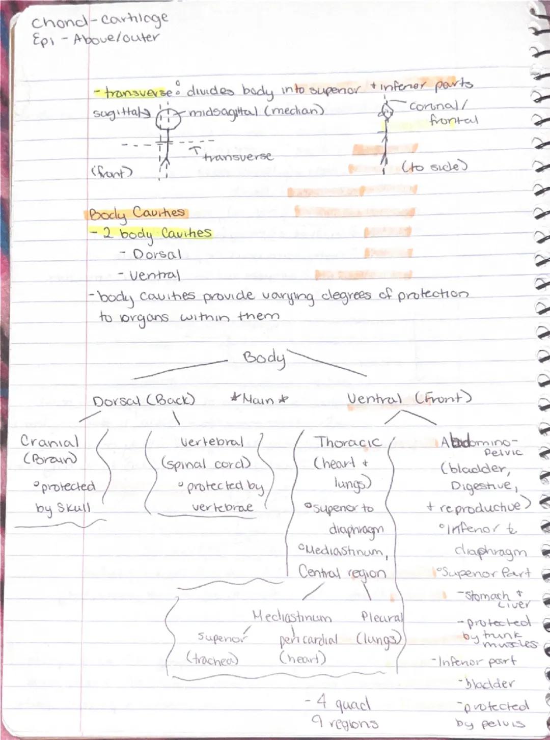 Ch 1 - The Human Body : The Orientation

8-26 Anatomy
-Study of the structure & shape of the body & Its parts.
-observation is used to see s