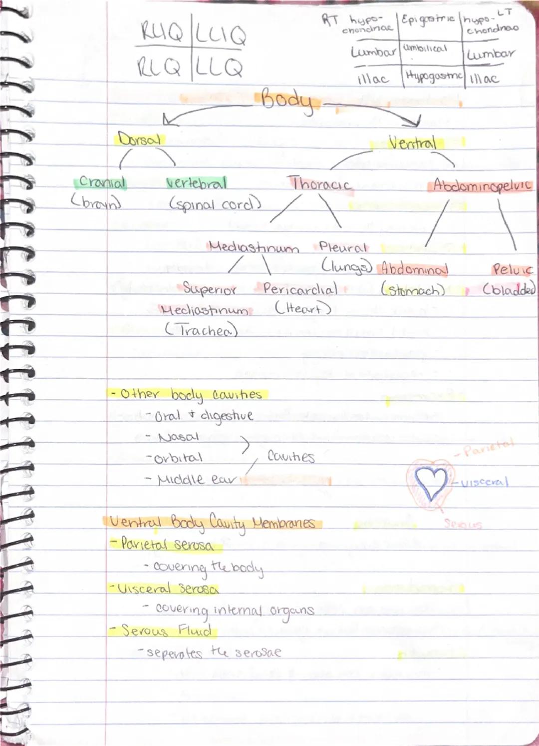 Ch 1 - The Human Body : The Orientation

8-26 Anatomy
-Study of the structure & shape of the body & Its parts.
-observation is used to see s