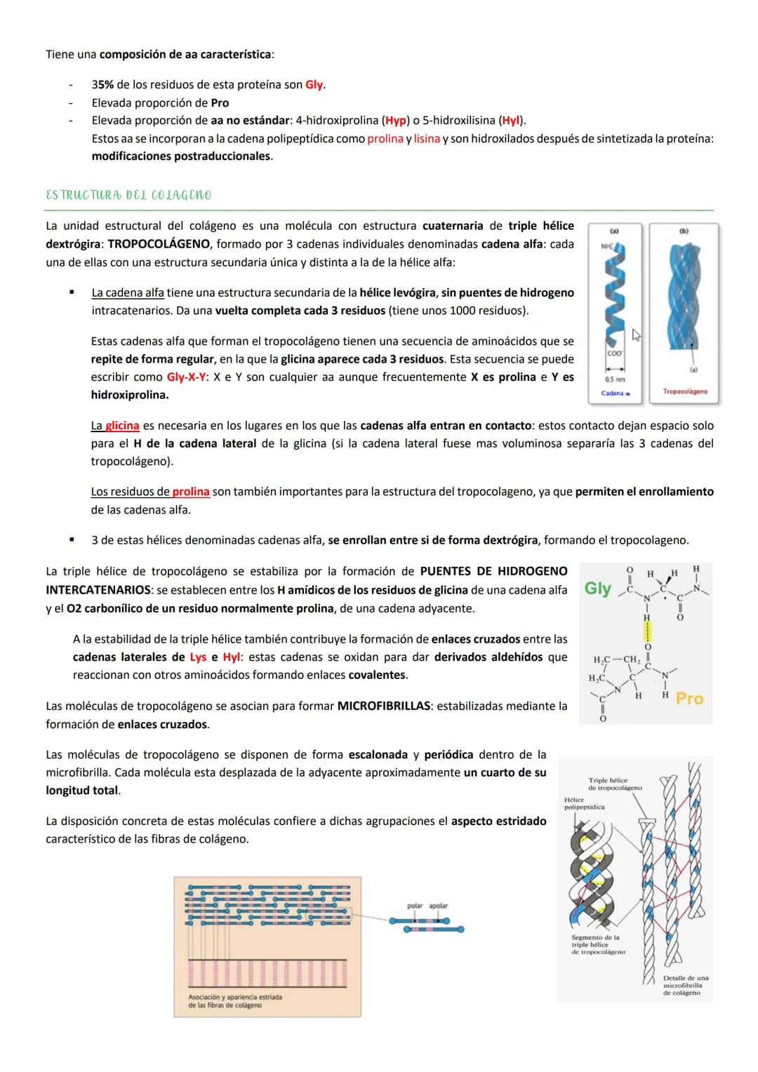 Tiene una composición de aa característica:

- 35% de los residuos de esta proteína son Gly.
- Elevada proporción de Pro
- Elevada proporció
