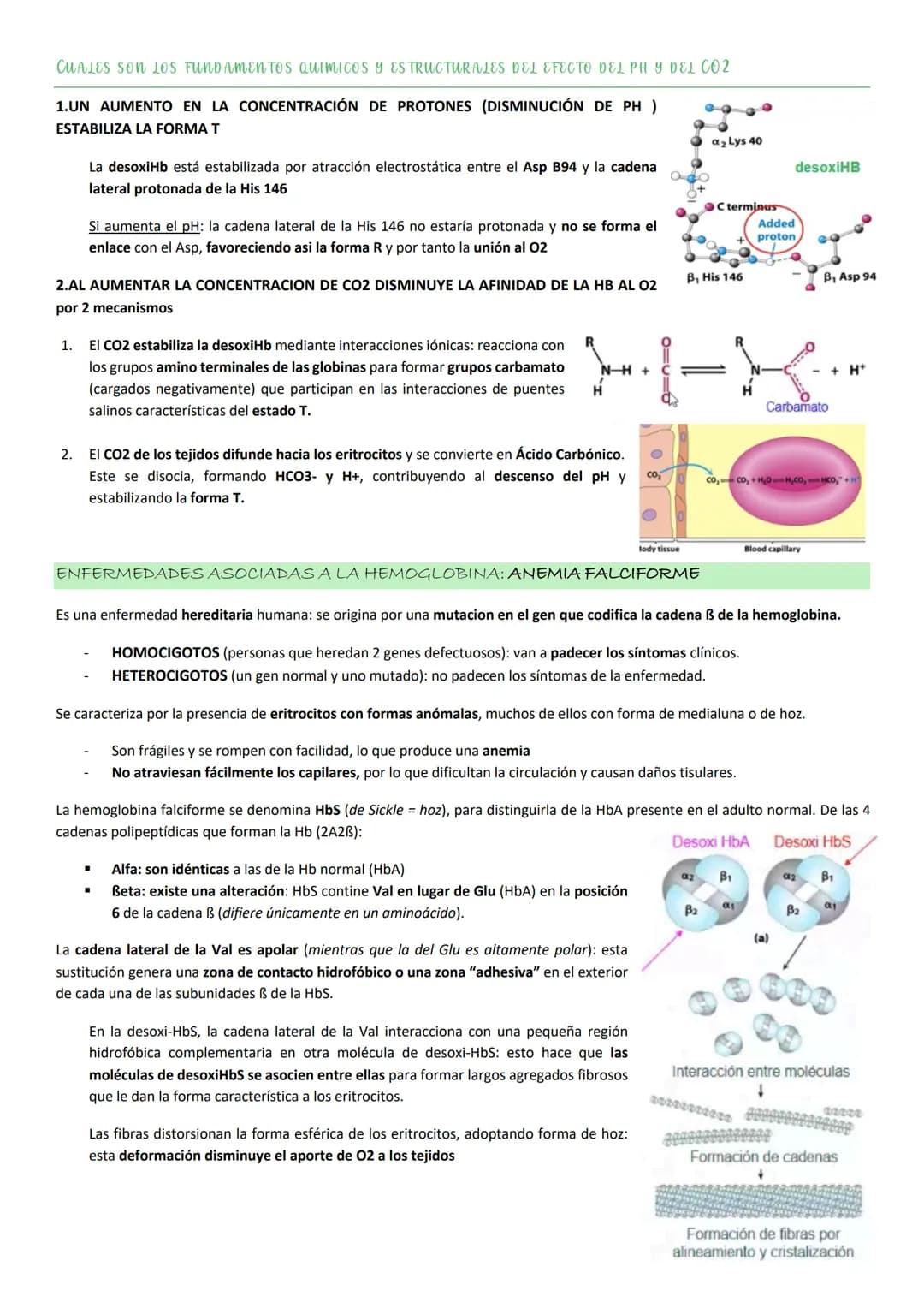Tiene una composición de aa característica:

- 35% de los residuos de esta proteína son Gly.
- Elevada proporción de Pro
- Elevada proporció