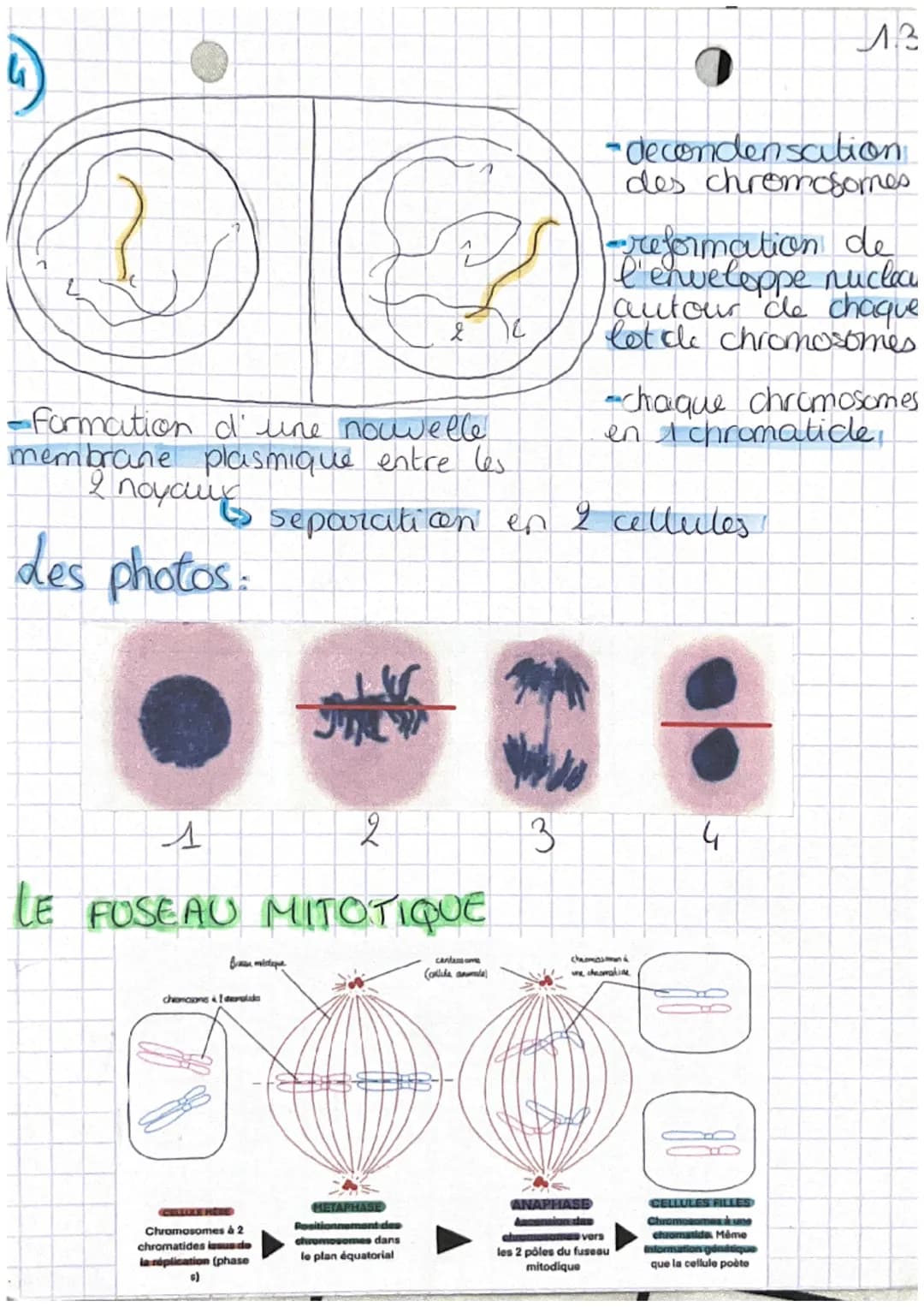 chap 1 transmission,
A
variation et expression du patrimoine
W
Definitions
genetique

• cellule oeuf Mere ceflule de l'individu,
 issu de la