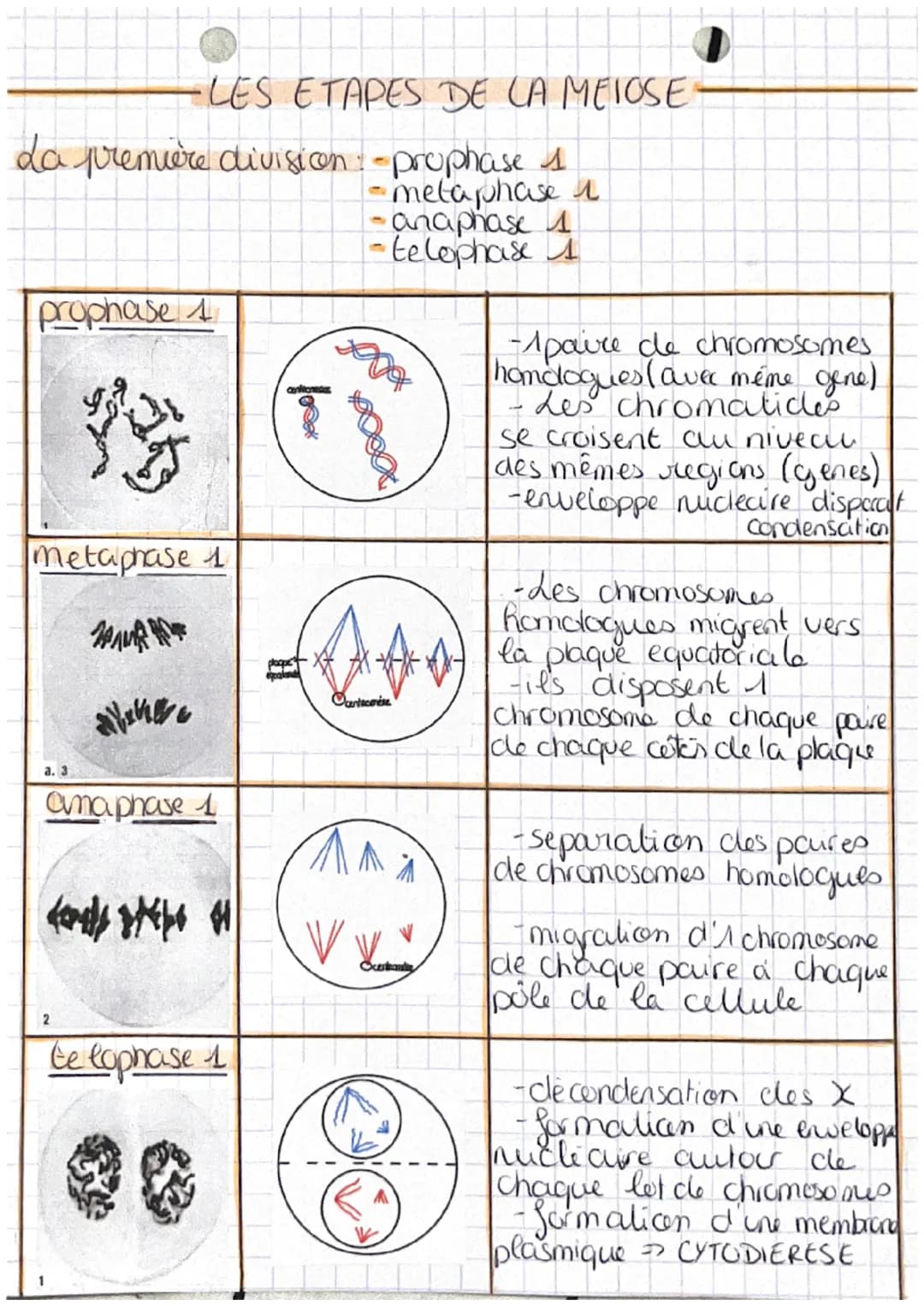 chap 1 transmission,
A
variation et expression du patrimoine
W
Definitions
genetique

• cellule oeuf Mere ceflule de l'individu,
 issu de la