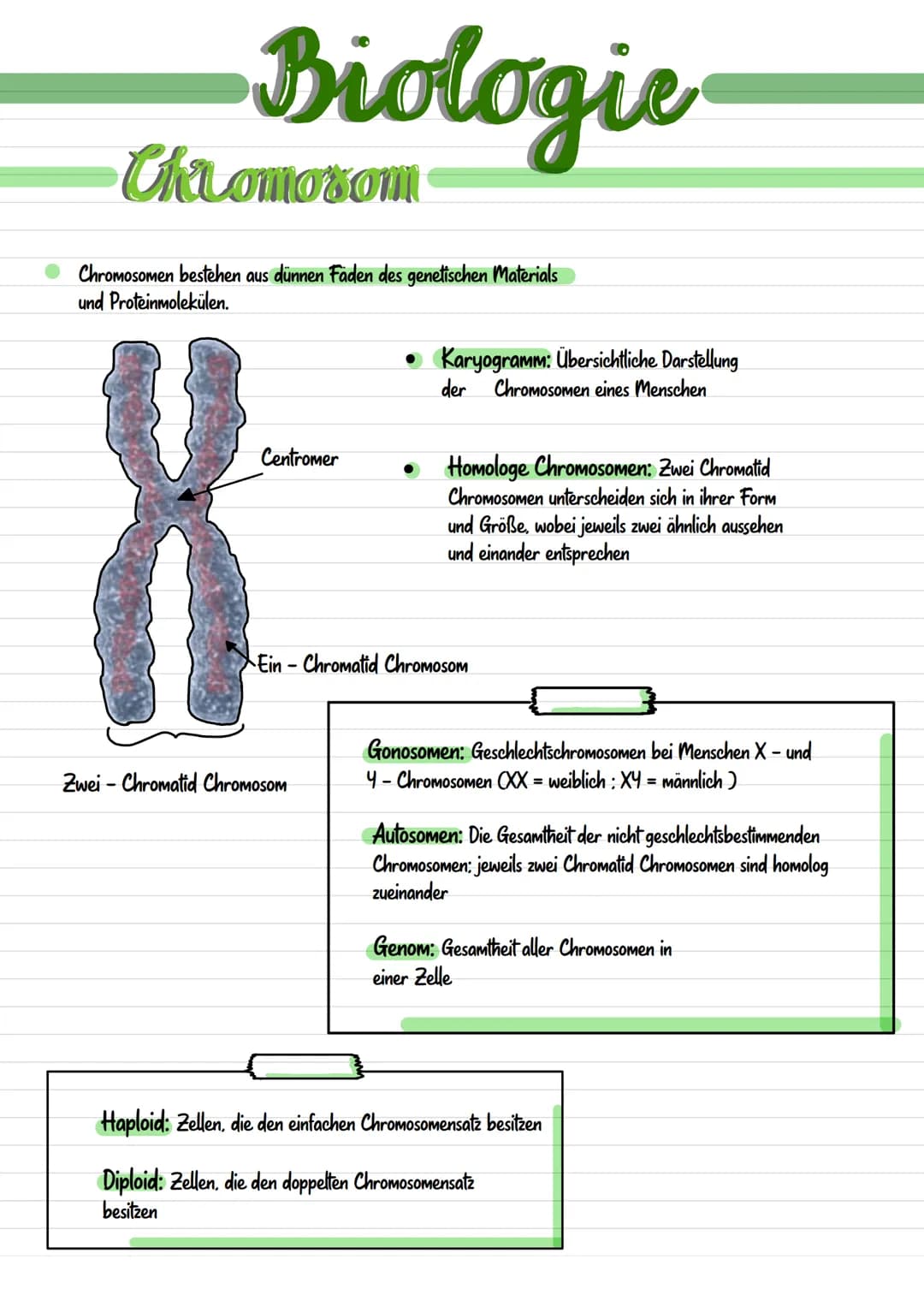 # Genetik  # Biologie

Chromosom

*   Chromosomen bestehen aus dünnen Fäden des genetischen Materials
und Proteinmolekülen.

Centromer

*   