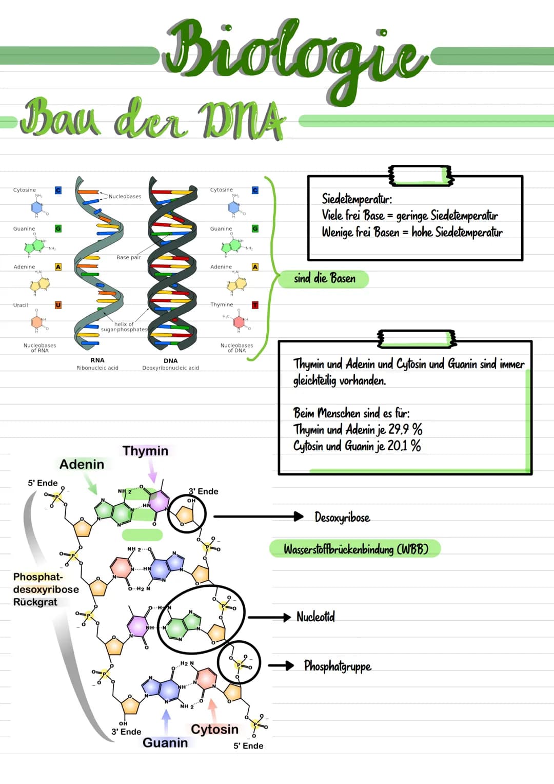 # Genetik  # Biologie

Chromosom

*   Chromosomen bestehen aus dünnen Fäden des genetischen Materials
und Proteinmolekülen.

Centromer

*   