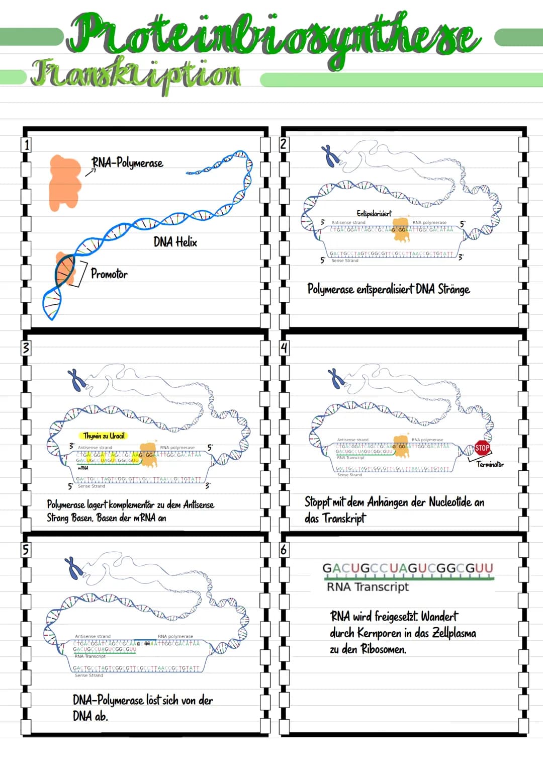 # Genetik  # Biologie

Chromosom

*   Chromosomen bestehen aus dünnen Fäden des genetischen Materials
und Proteinmolekülen.

Centromer

*   