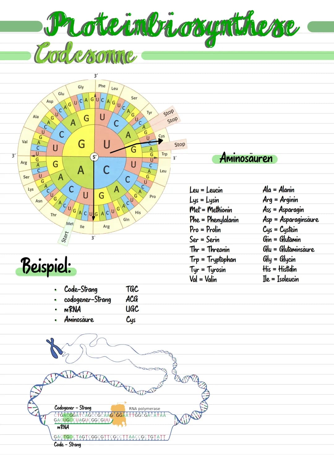 # Genetik  # Biologie

Chromosom

*   Chromosomen bestehen aus dünnen Fäden des genetischen Materials
und Proteinmolekülen.

Centromer

*   