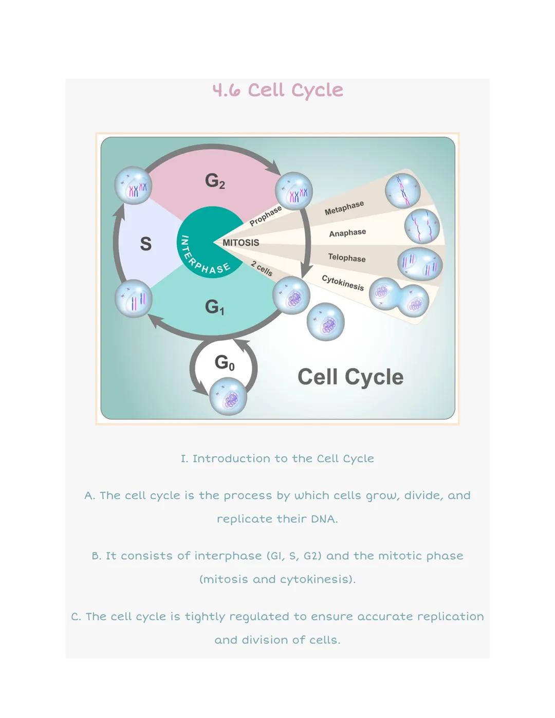 ## 4.6 Cell Cycle

S

INTE
G2

Prophase XXXX

MITOSIS

SRPHASE

G1

2 cells

Metaphase

Anaphase

Telophase

Cytokinesis

Go

Cell Cycle

I.
