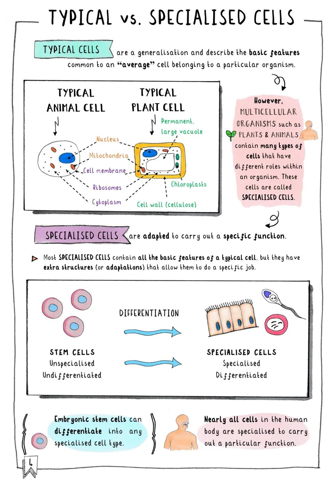 # CONTENTS & TRACKER

Each time you revise a section, put your mark on a circle!

1 Cells
000

2 Subcellular Structures
000

4 Typical vs. S