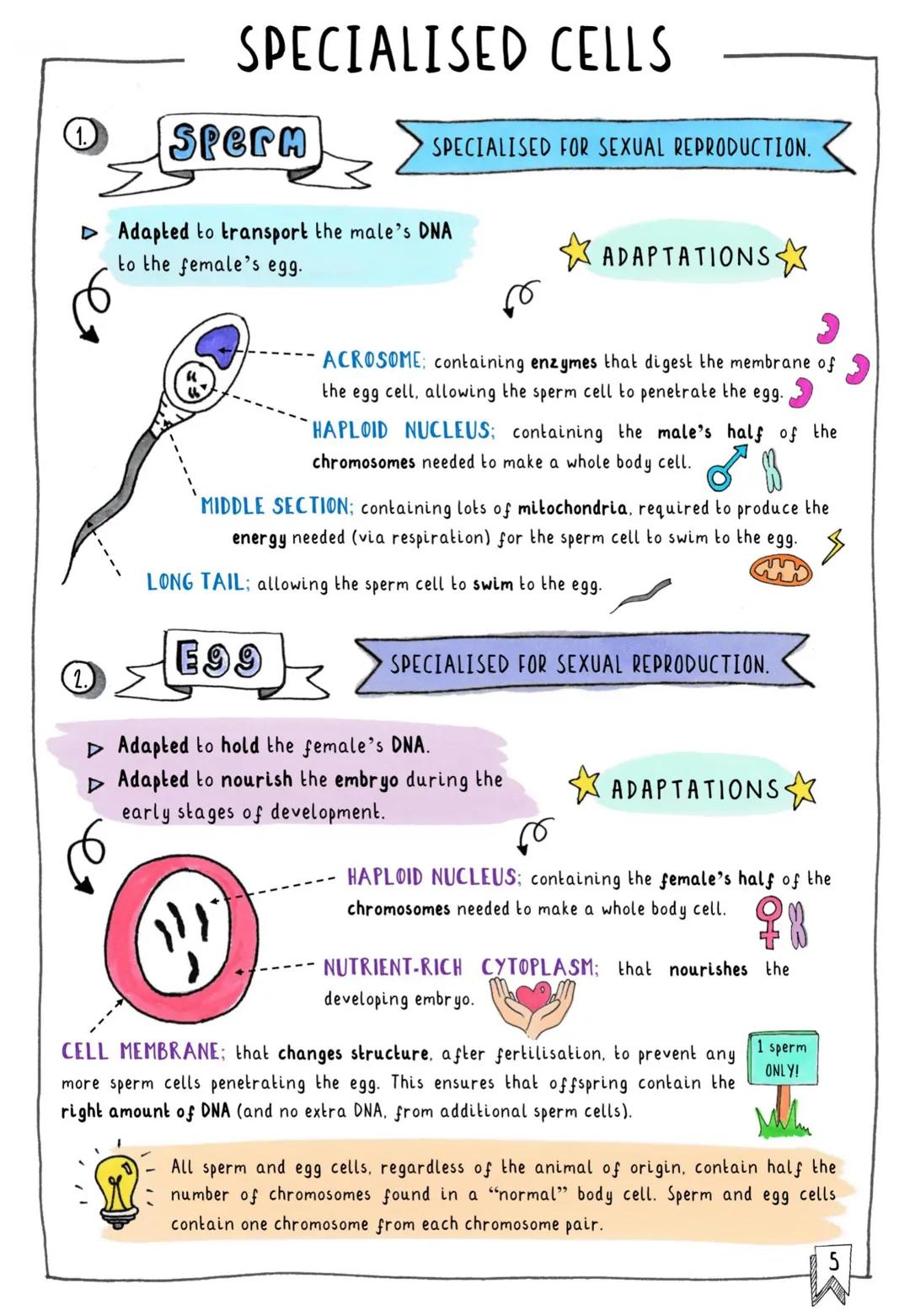 # CONTENTS & TRACKER

Each time you revise a section, put your mark on a circle!

1 Cells
000

2 Subcellular Structures
000

4 Typical vs. S