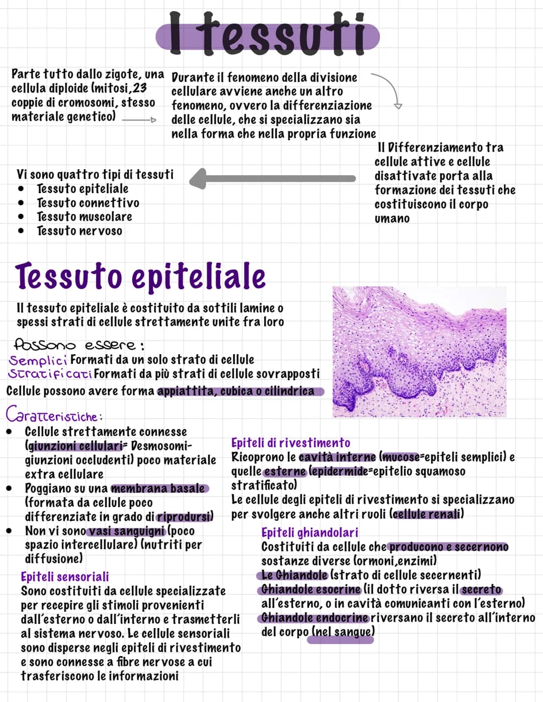 # I tessuti

Parte tutto dallo zigote, una
cellula diploide (mitosi, 23
coppie di cromosomi, stesso
materiale genetico)

Vi sono quattro tip