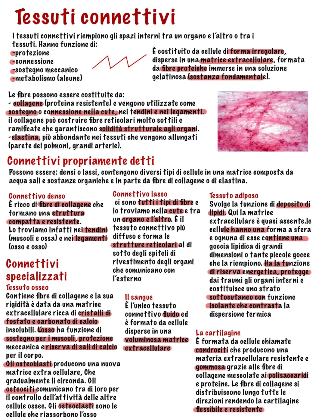 # I tessuti

Parte tutto dallo zigote, una
cellula diploide (mitosi, 23
coppie di cromosomi, stesso
materiale genetico)

Vi sono quattro tip