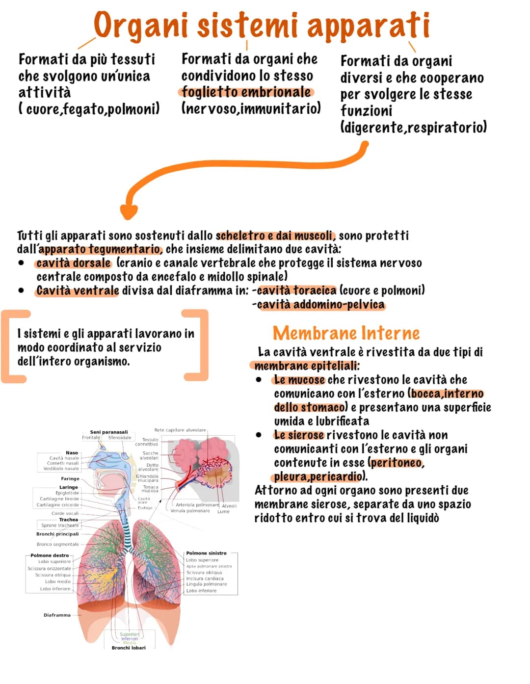 # I tessuti

Parte tutto dallo zigote, una
cellula diploide (mitosi, 23
coppie di cromosomi, stesso
materiale genetico)

Vi sono quattro tip