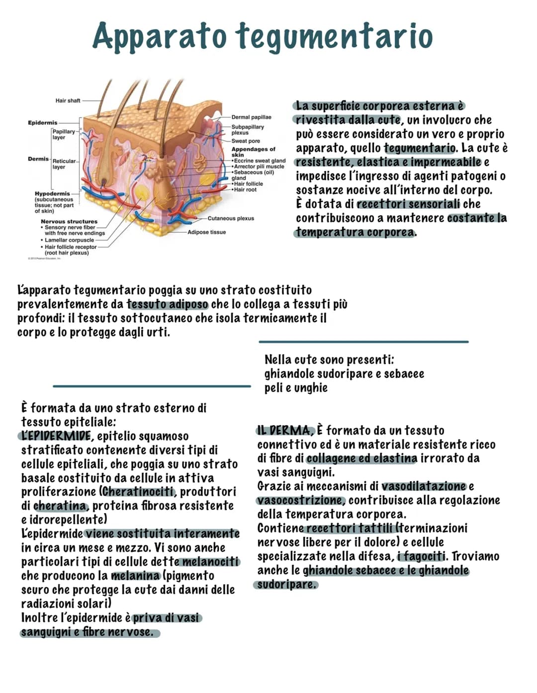 # I tessuti

Parte tutto dallo zigote, una
cellula diploide (mitosi, 23
coppie di cromosomi, stesso
materiale genetico)

Vi sono quattro tip