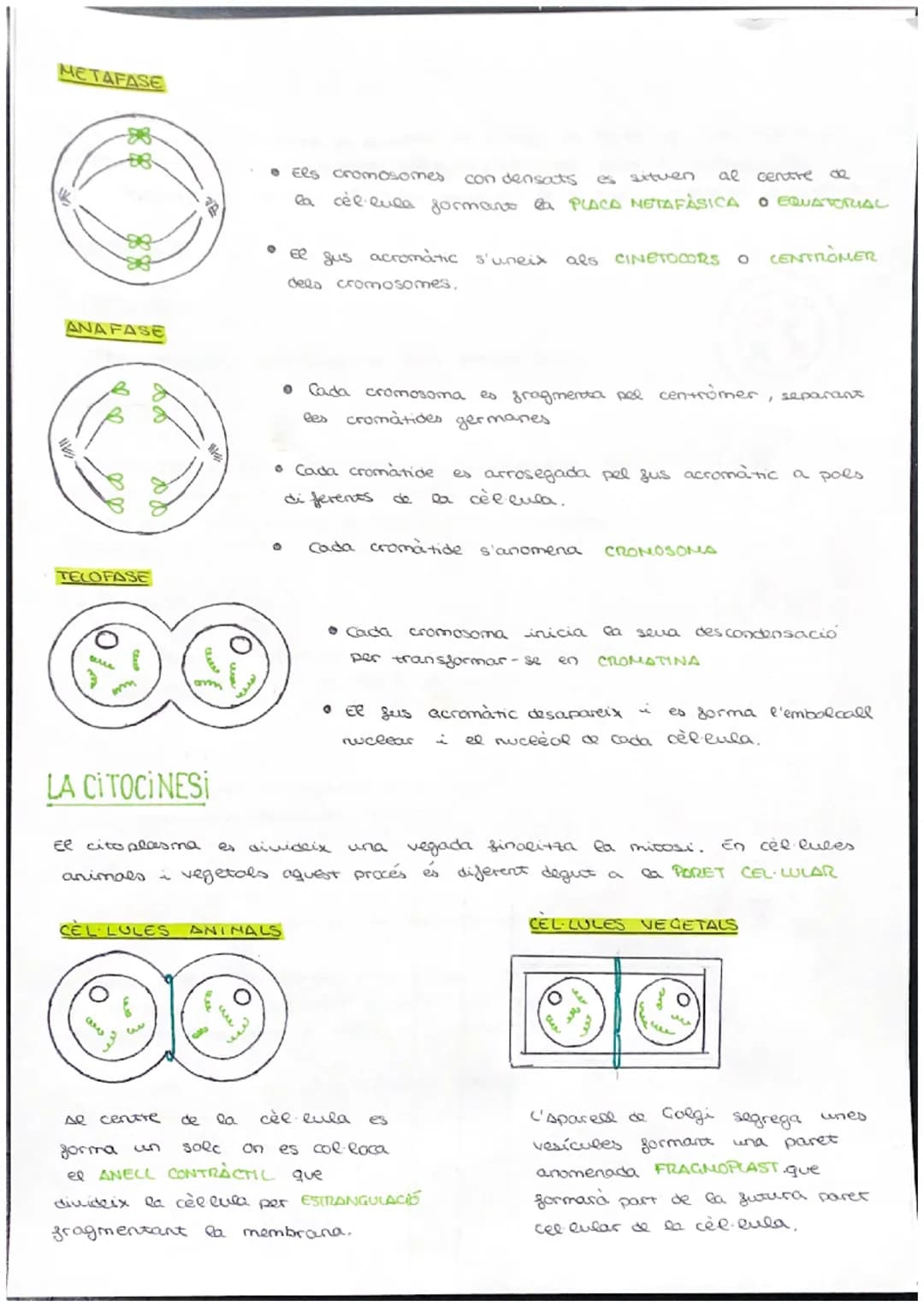 # CICLE CELLULAR

VOCABULARI

CROMATINA material format per largs silaments d'ADN associas a unes
proteines anomenades histones. (cèl·lula e