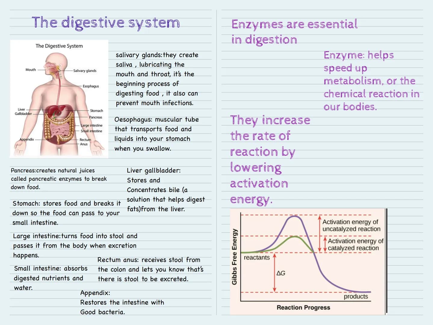 # The digestive system


Mouth
Liver
Gallbladder
Appendix
The Digestive System
Salivary glands
Esophagus
Stomach
Pancreas
Large intestine
Sm
