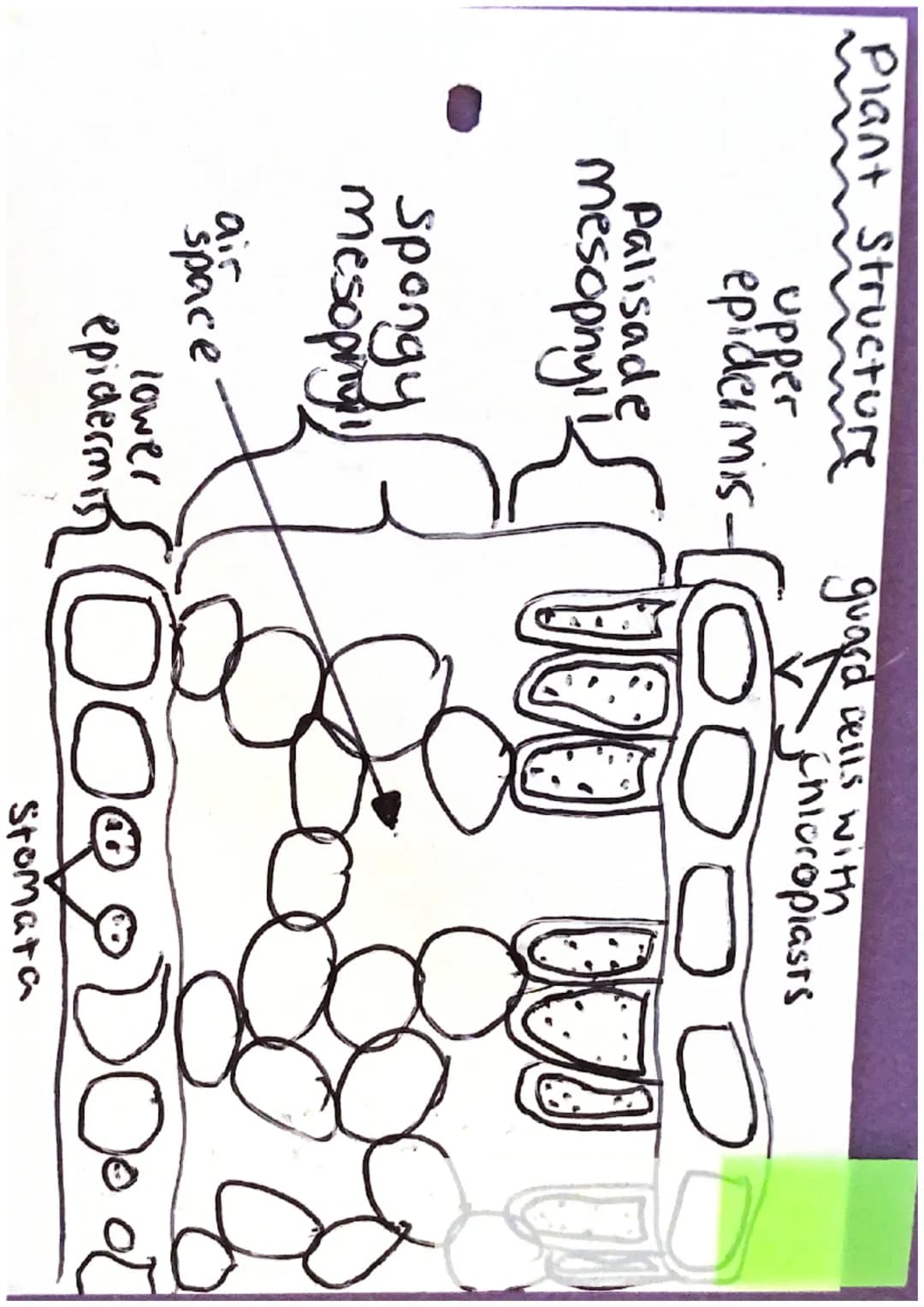 Plant Structure
upper
guard cells with
Chloropiasts
epidermis-ㅇㅇㅇㅇ
Palisade
mesopnyl
spongy
mesophy
Space
lower
00000000
Stomata Translocati