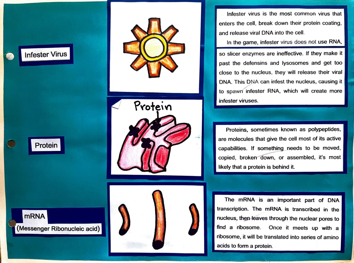 Centrosome

Plasma Membrane

Cell Parts, Illustrations, and Its Function

Plasma Membrane

The centrosome organizes the cytoskeleton,
an inv