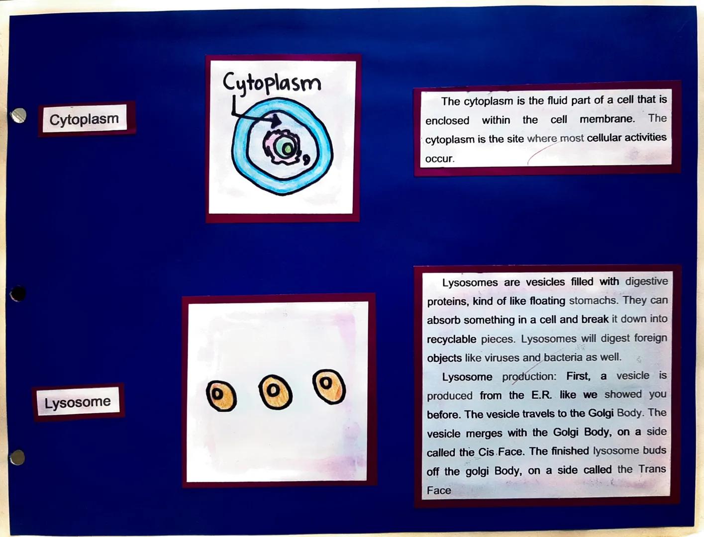 Centrosome

Plasma Membrane

Cell Parts, Illustrations, and Its Function

Plasma Membrane

The centrosome organizes the cytoskeleton,
an inv