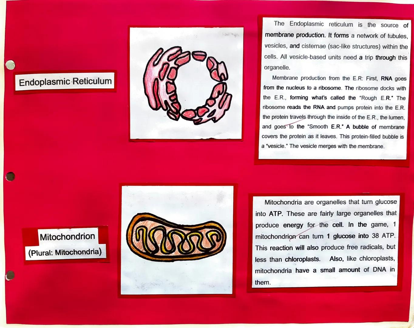 Centrosome

Plasma Membrane

Cell Parts, Illustrations, and Its Function

Plasma Membrane

The centrosome organizes the cytoskeleton,
an inv