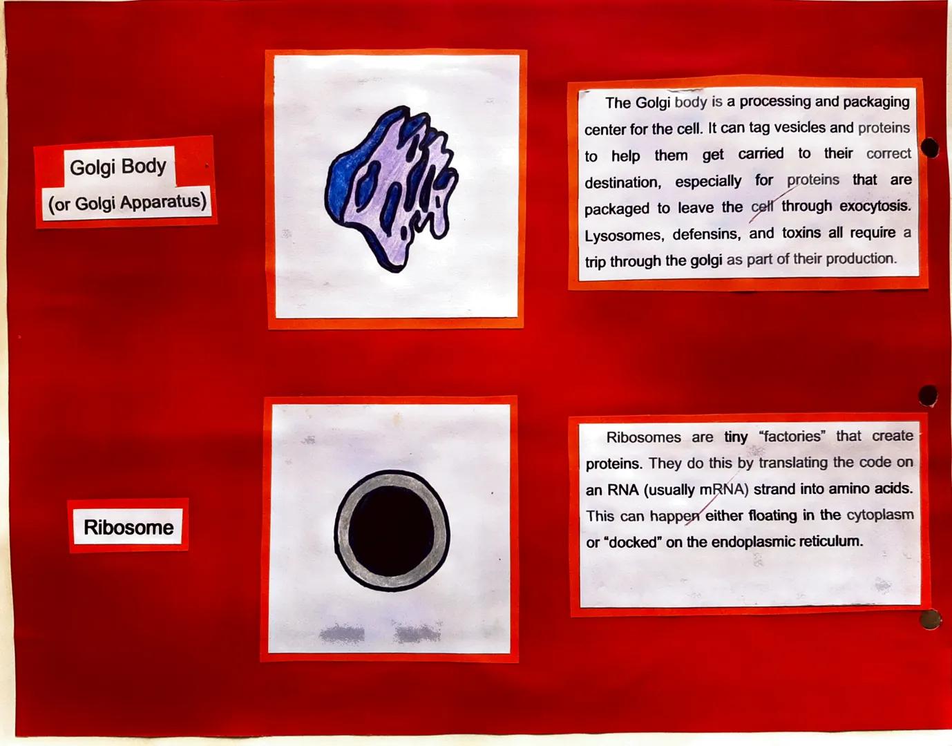 Centrosome

Plasma Membrane

Cell Parts, Illustrations, and Its Function

Plasma Membrane

The centrosome organizes the cytoskeleton,
an inv