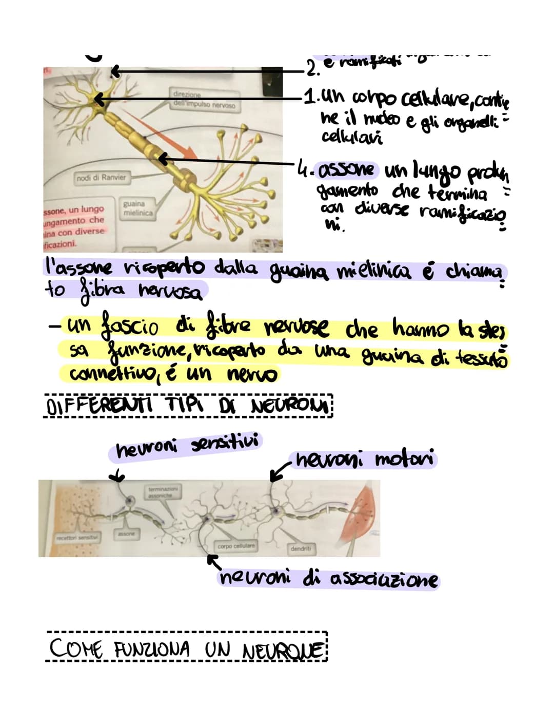 # il sistema nervoso

il sistema nervoso:
*   riceve, attraverso i recettori
*   elabora
*   invia

K
SISTEMA NERVOSO
è formato
۷
centrale t