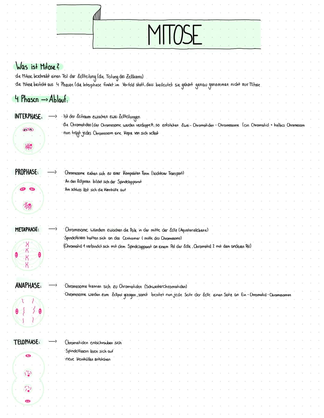 # MITOSE

Was ist Mitose?
die Mitose beschreibt einen Teil der Zellteilung (die Teilung des Zellkens)
die Mitose besteht aus 4 Phasen (die I