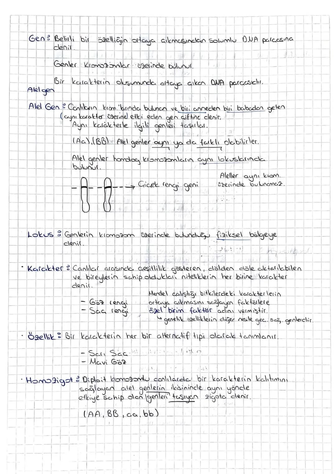 # Kalıtım

Genlerin kromozomlar üzerinde yer aklığını gösteren = Kalıtımın Kronozom
Teorisi
Canlı soylan dasındaki benzerlik ve farklılıklar