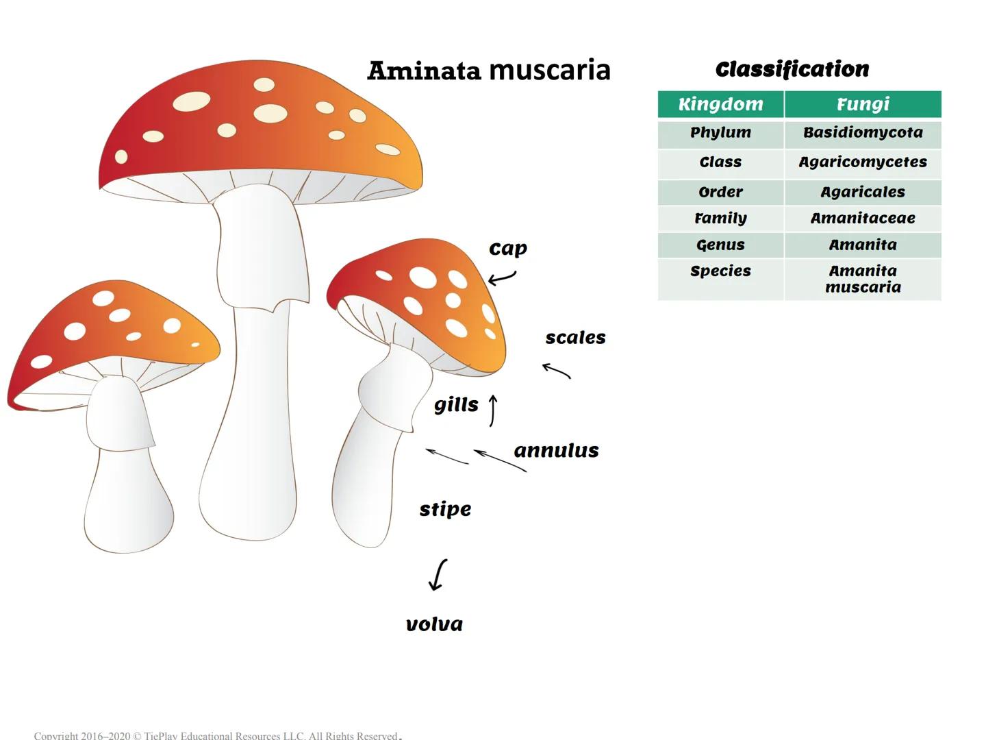 # The Fungi Kingdom

Passages & Comprehension Questions

Fungi Kingdom

Copyright 2016-2020 TiePlay Educational Resources Allerghts Reserved