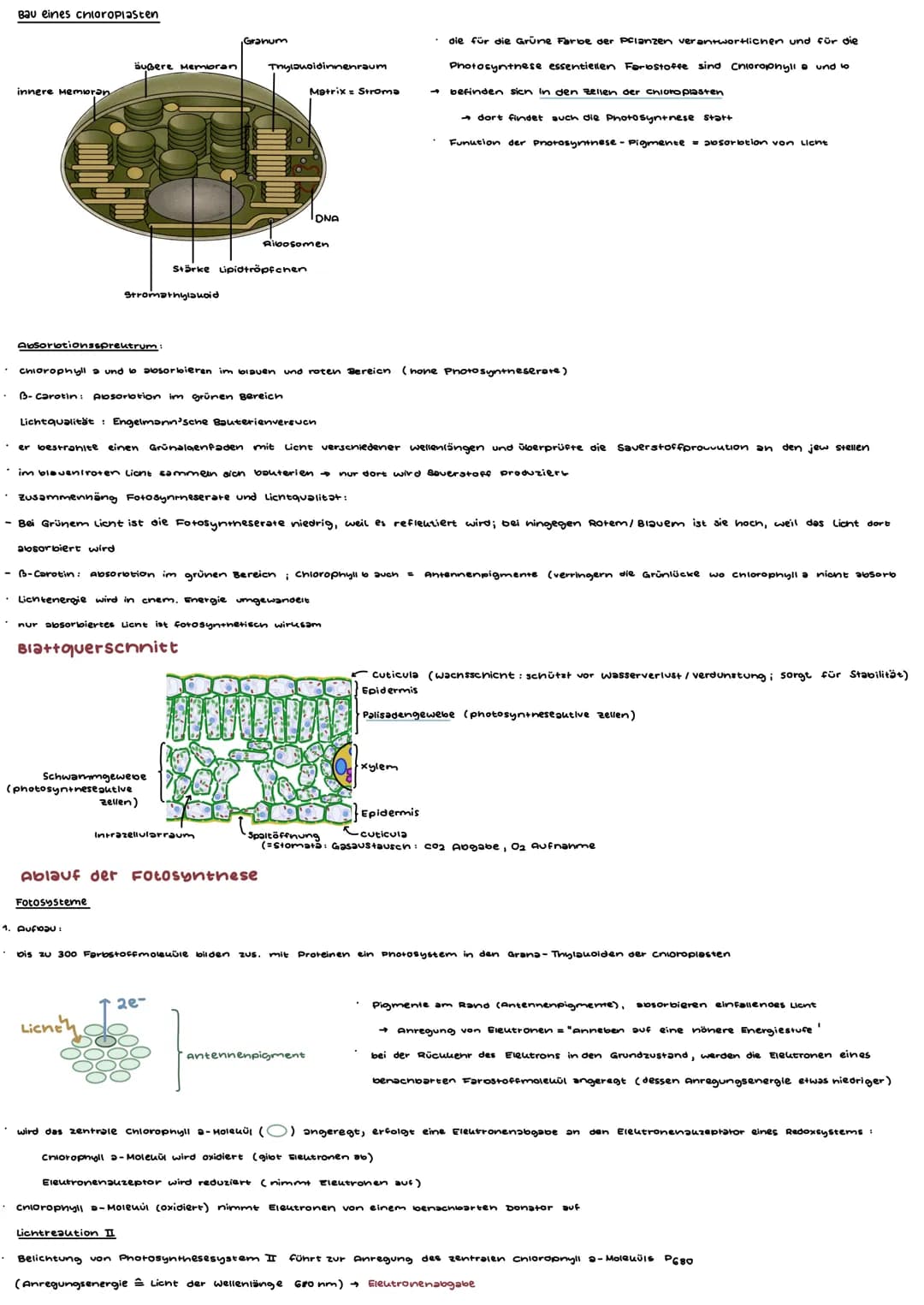 -RIAUSUT 11/1-

1. Organisation und Funktion der zelle

| Organell           | Aufgabe                         | Srabilität | Bauterienzelle