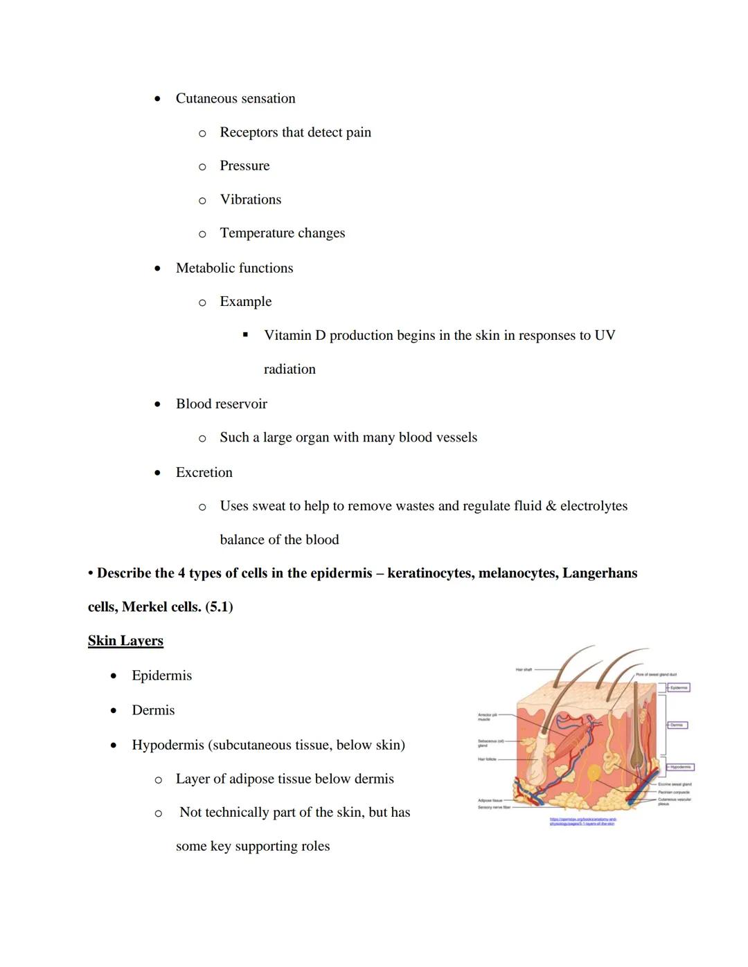 EXS 207 Topic 4: Integumentary System Study Objectives

Use our lecture slides as your primary resource for addressing each objective. It is