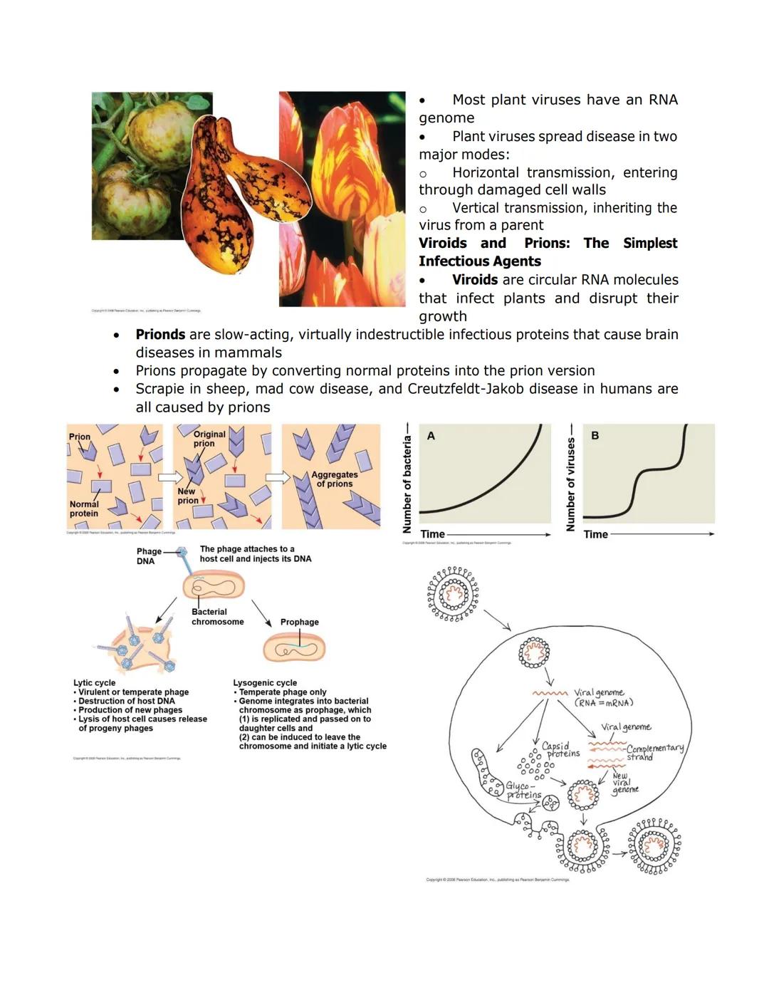 VIRUSES

*   Viruses called bacteriophages can infect and set in motion a genetic takeover of
    bacteria, such as Escherichia coli
*   Vir