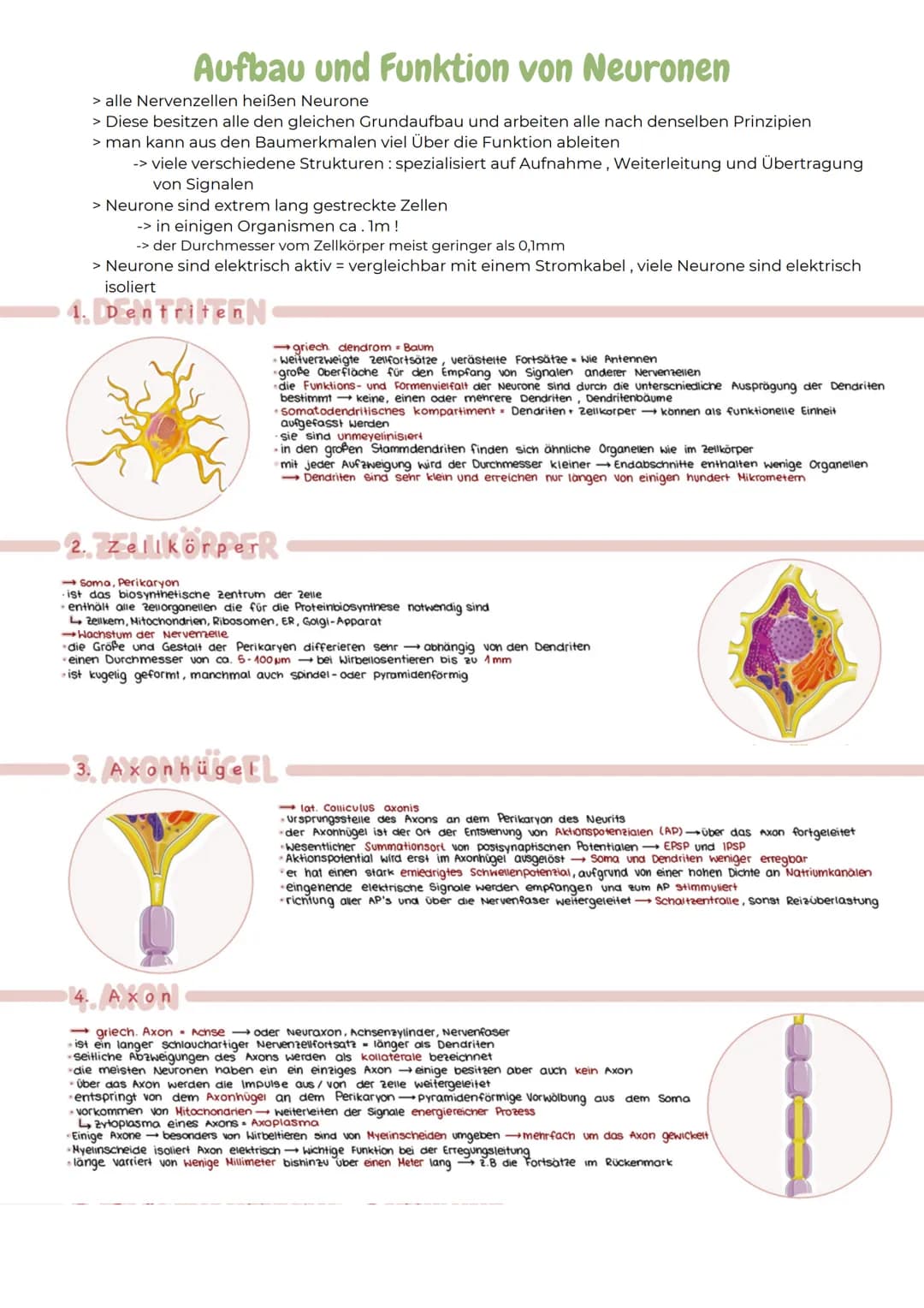 ABITURZUSAMMENFASSUNG

2023

Biologie LK

Neurobiologie # Neurologie

altgriechisch. neuron = Nerv und logie = Lehre
>Neurologie ist die Wis