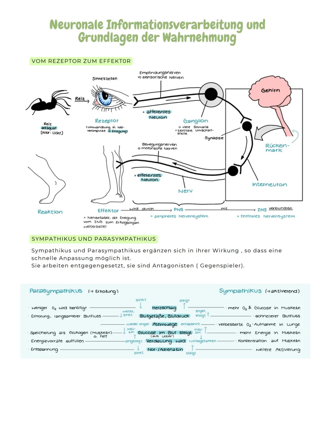 ABITURZUSAMMENFASSUNG

2023

Biologie LK

Neurobiologie # Neurologie

altgriechisch. neuron = Nerv und logie = Lehre
>Neurologie ist die Wis