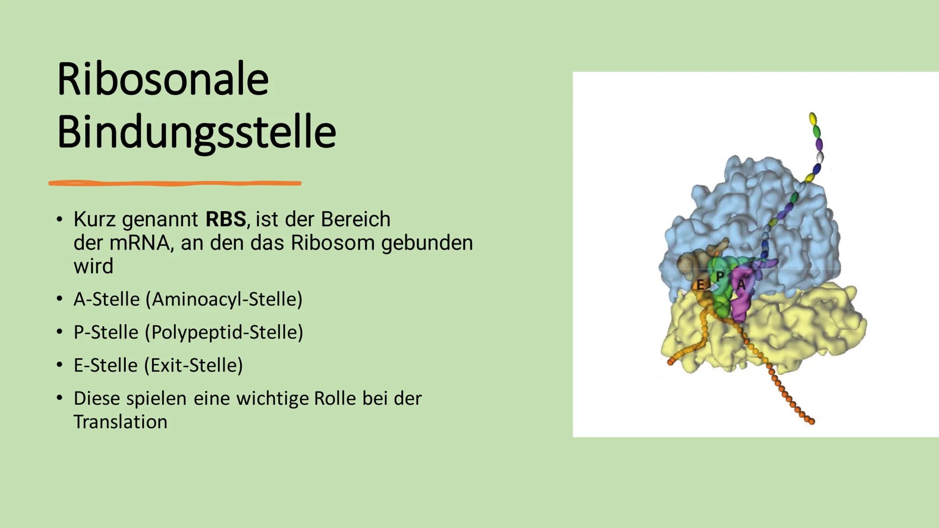 # Ribosome # Gliederung

*   Vorkommen Ribosome
*   Bau | Struktur
*   Ribosonale Bindungsstelle
*   Proteinbiosynthese
*   Transkription
* 