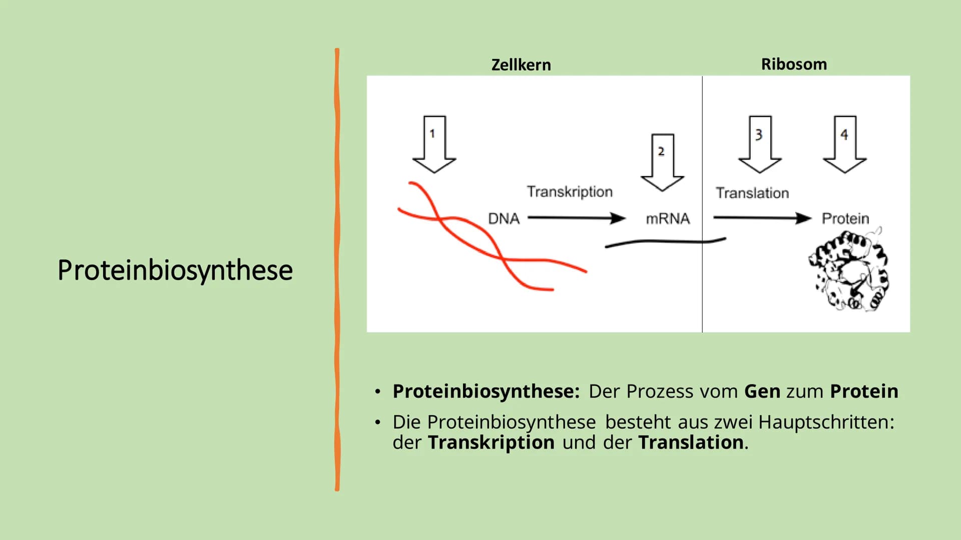 # Ribosome # Gliederung

*   Vorkommen Ribosome
*   Bau | Struktur
*   Ribosonale Bindungsstelle
*   Proteinbiosynthese
*   Transkription
* 
