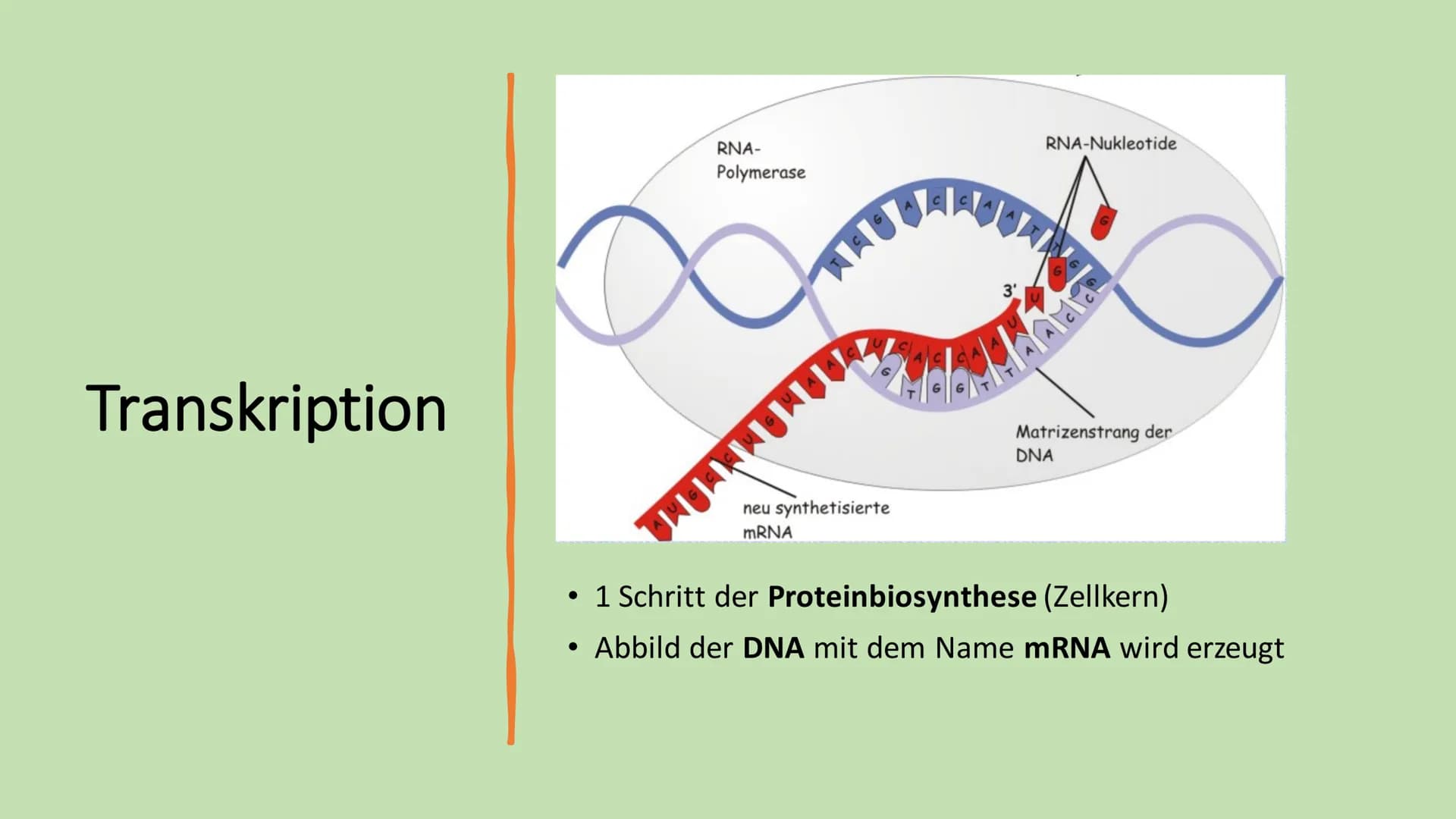 # Ribosome # Gliederung

*   Vorkommen Ribosome
*   Bau | Struktur
*   Ribosonale Bindungsstelle
*   Proteinbiosynthese
*   Transkription
* 