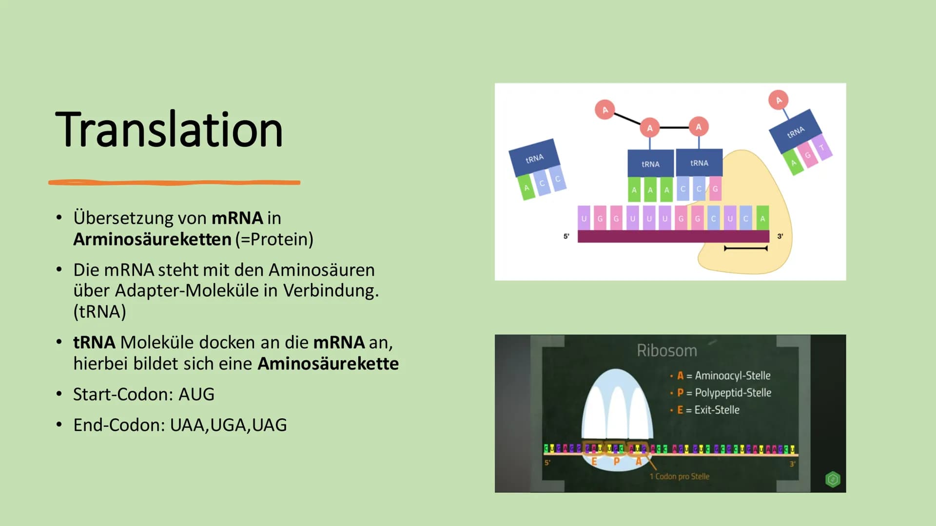 # Ribosome # Gliederung

*   Vorkommen Ribosome
*   Bau | Struktur
*   Ribosonale Bindungsstelle
*   Proteinbiosynthese
*   Transkription
* 